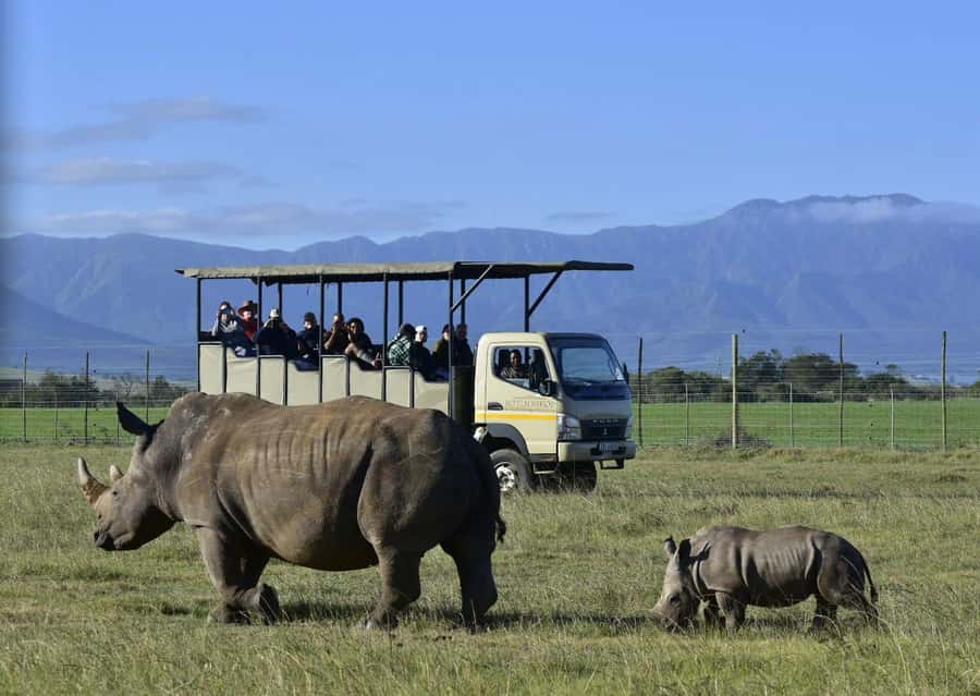 Cape Town: 2-Day Wildlife Tour with Safaris and Luxury Stay - The optional elephant observation for about R650