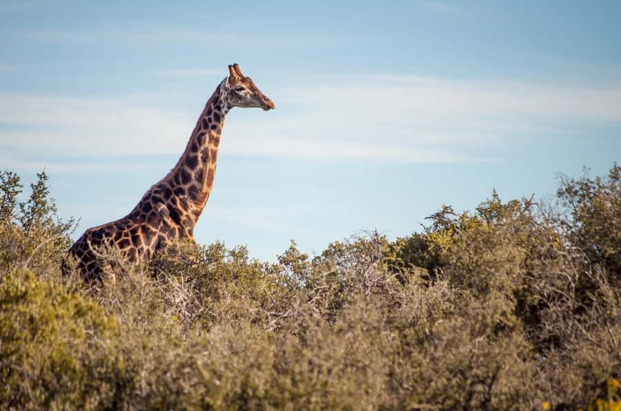 Cape Town: 2-Day Wildlife Tour with Safaris and Luxury Stay - Guides, group size, and the daily pace