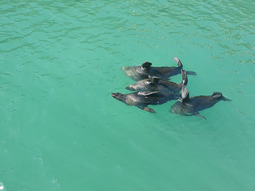 Cape Town: 30 Minute Harbour Boat Cruise with Seal Watching - Boarding the double-decker trawling boat