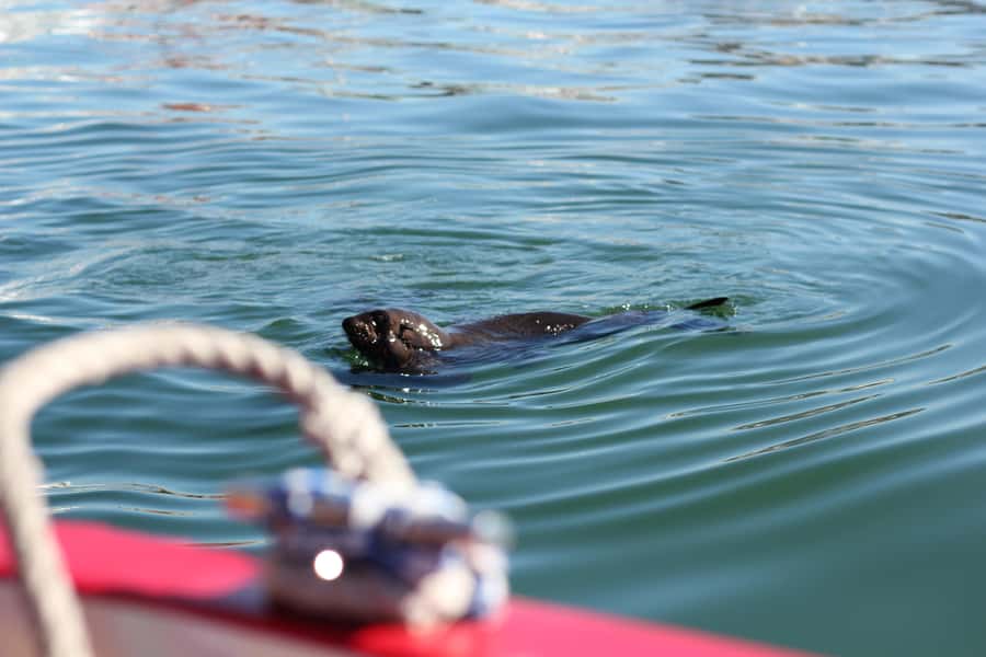 Cape Town: 30 Minute Seal-Watching Harbour Cruise - Key points to know before you go