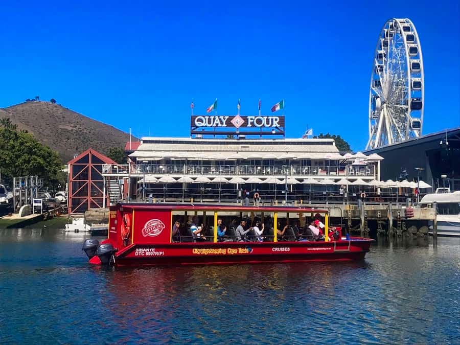 Cape Town: 30 Minute Seal-Watching Harbour Cruise - Finding Cape fur seals around the boats