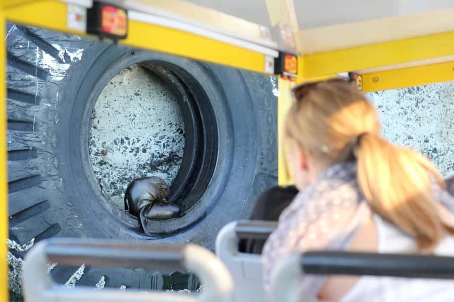 Cape Town: 30 Minute Seal-Watching Harbour Cruise - What the 15-language audio adds