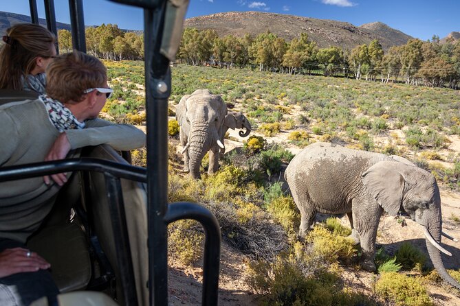 Cape Town Aquila Afternoon Safari with transport and lunch - Key points before you book