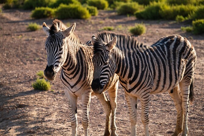 Cape Town Aquila Afternoon Safari with transport and lunch - The game drive and the Big Five question