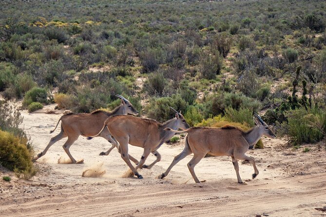 Cape Town Aquila Afternoon Safari with transport and lunch - Close views, controlled setting