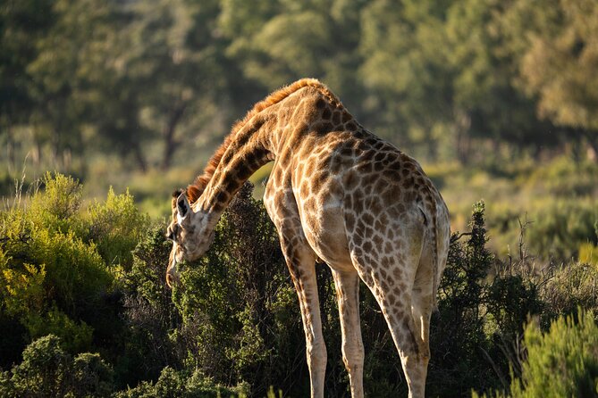 Cape Town Aquila Afternoon Safari with transport and lunch - What you may see on the drive