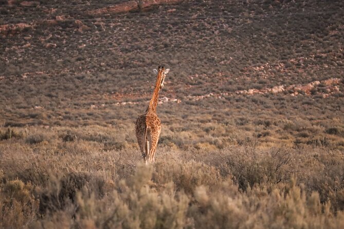 Cape Town Aquila Afternoon Safari with transport and lunch - Facilities and free time after the safari