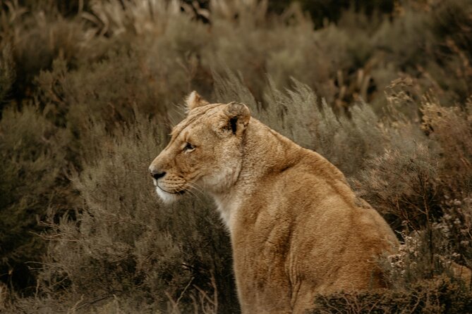 Cape Town Aquila Afternoon Safari with transport and lunch - Group size, pace, and who should book