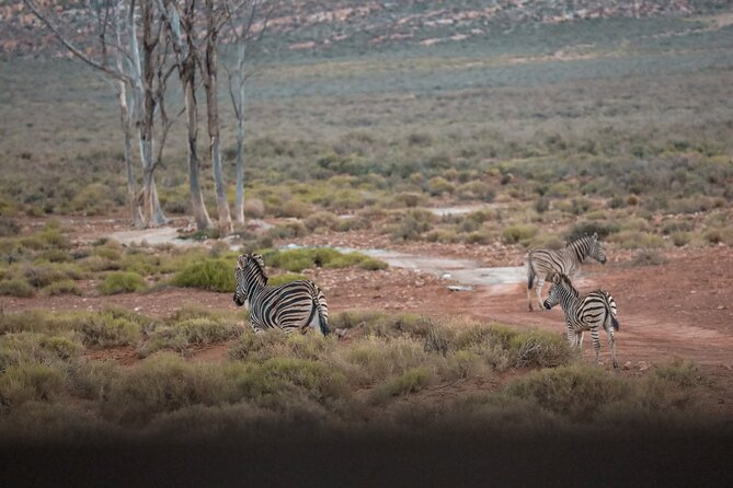 Cape Town Aquila Afternoon Safari with transport and lunch - Welcome drink and lunch at Aquila