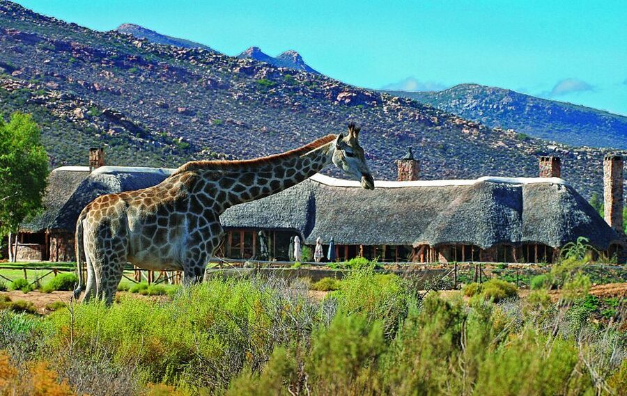 Cape Town: Aquila Game Reserve Day Entrance & Game Drive - Breakfast before the game drive