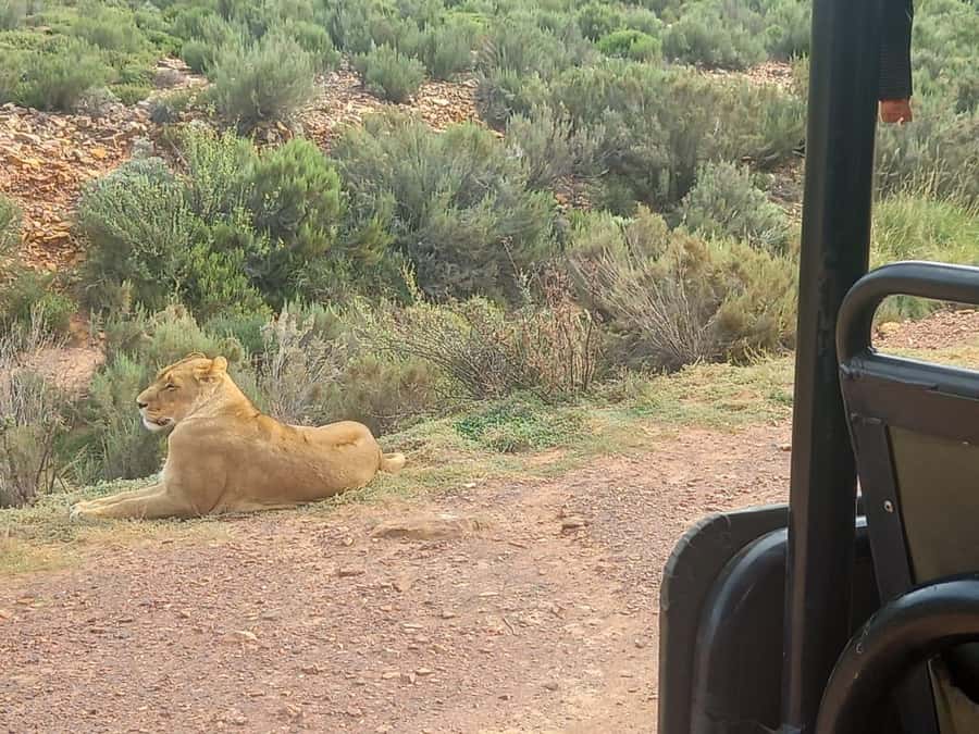 Cape Town: Aquila Game Reserve Sunset Game Drive - The essential details at a glance