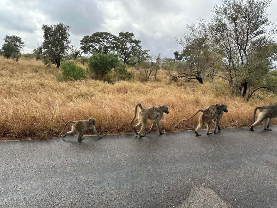 Cape Town: Aquila Game Reserve Sunset Game Drive - What the $168 price really covers