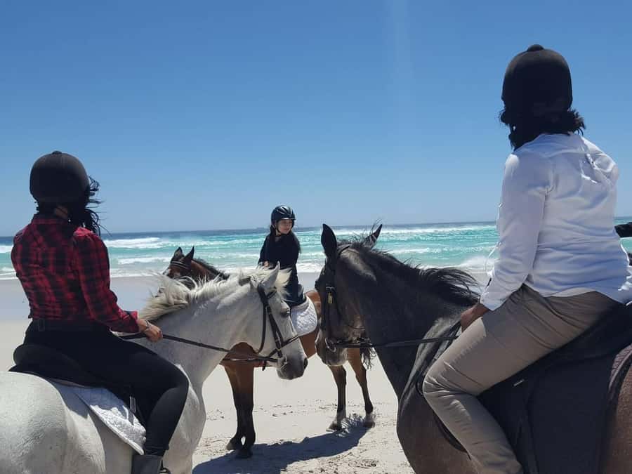 Cape Town: Beach Horse Ride with Hotel Pickup & Drop-off - One hour beside the Atlantic Ocean