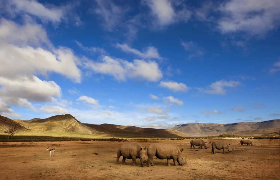 Cape Town: Big Five Safari and Breede River Valley Day Trip - Key points to know before booking