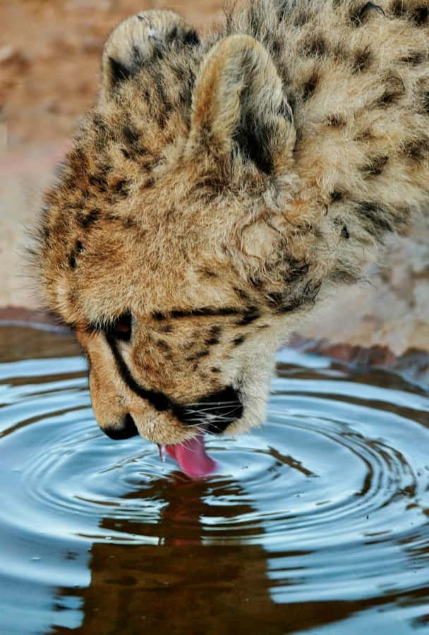 Cape Town: Big Five Safari and Breede River Valley Day Trip - My booking advice