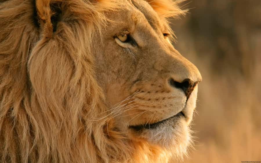 Cape Town: Big Five Safari and Breede River Valley Day Trip - Cape Town to the Breede River Valley