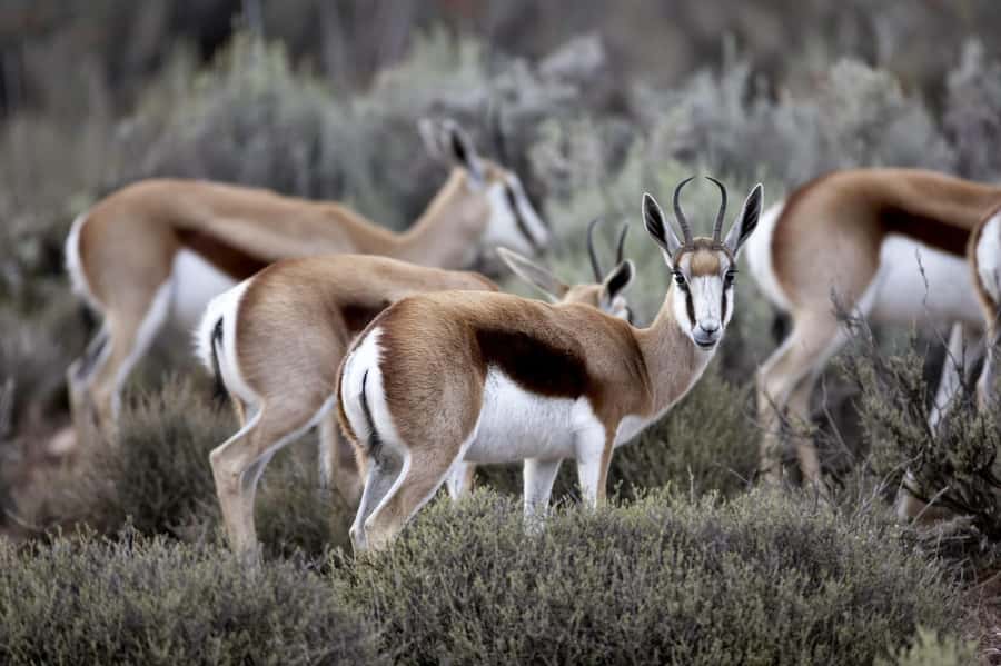 Cape Town: Big Five Safari and Breede River Valley Day Trip - The two to three hour guided game drive