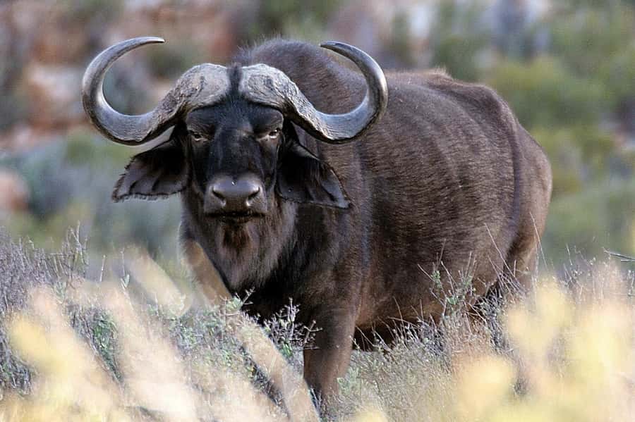 Cape Town: Big Five Safari and Breede River Valley Day Trip - What the scenery adds to the day