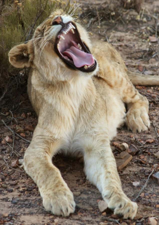 Cape Town: Big Five Safari and Breede River Valley Day Trip - The return through the Huguenot Tunnel