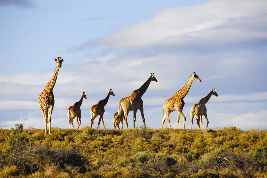 Cape Town: Big Five Safari and Breede River Valley Day Trip - Is the total price good value?