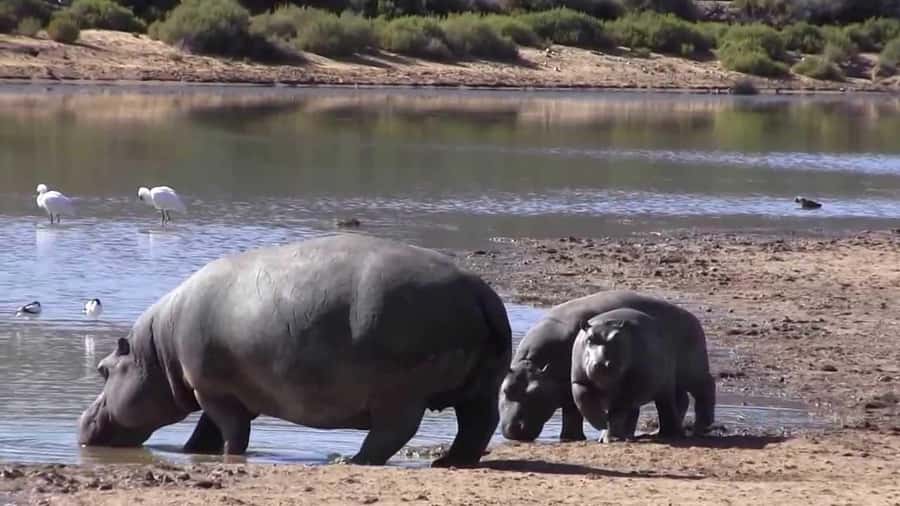 Cape Town: Big Five Safari and Breede River Valley Day Trip - Who will enjoy this outing most?
