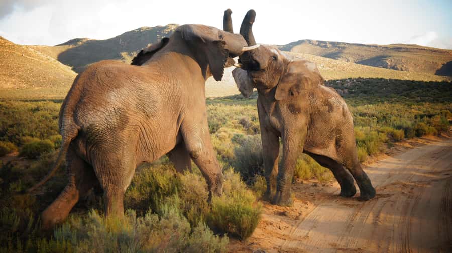 Cape Town: Big Five Safari and Breede River Valley Day Trip - Du Toits Kloof wine and coffee stop