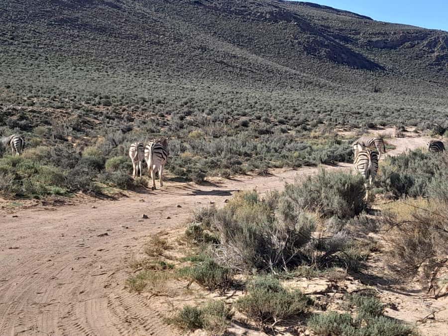 Cape Town big five safari with transport lunch Excl park fee - What the price really means