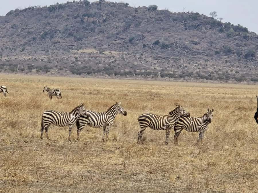 Cape Town big five safari with transport lunch Excl park fee - Practical preparation for the vehicle