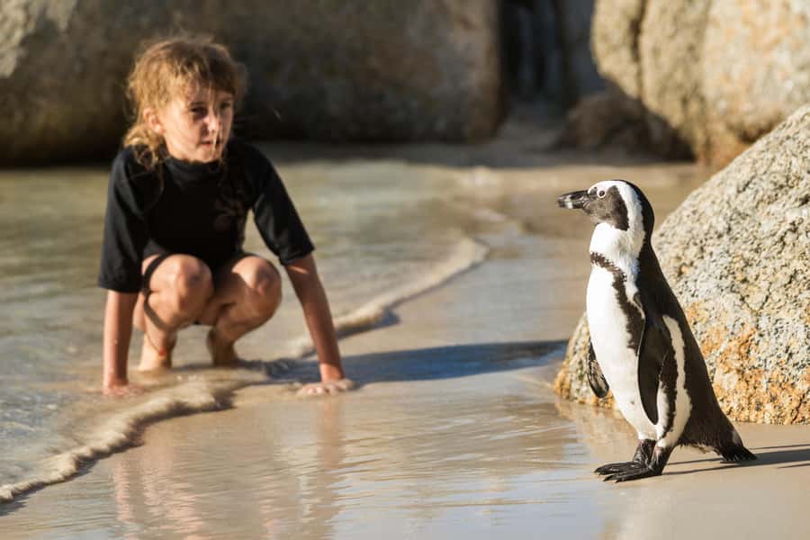 Cape Town: Boulders Penguin Colony Prebooked Entry Ticket - Key points to know before you go