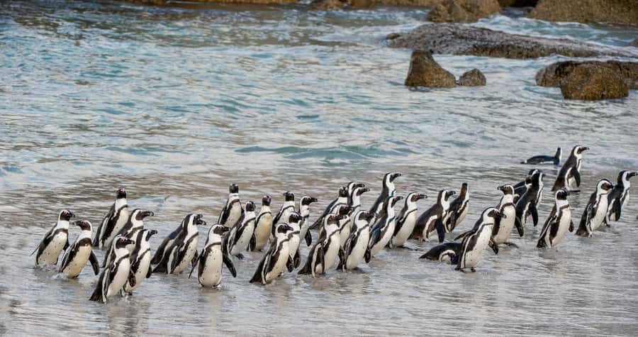 Cape Town: Boulders Penguin Colony Prebooked Entry Ticket - What the Boulders Penguin Colony visit is like