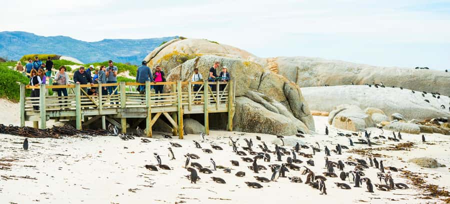 Cape Town: Boulders Penguin Colony Prebooked Entry Ticket - Who will enjoy this experience most?