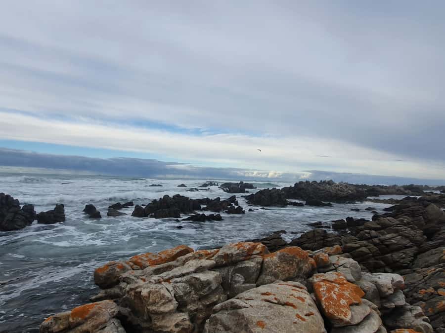 Cape Town: Cape Aghullas Van Tour with Hotel Pickup - The guide can shape the whole day