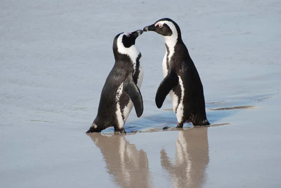 Cape Town: Cape of Good Hope and Penguins Full-Day Tour - Why this nine-hour route works