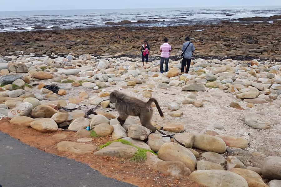 Cape Town: Cape of Good Hope and Penguins Full-Day Tour - Camps Bay and the Twelve Apostles arrive by window view