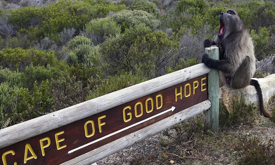 Cape Town: CAPE OF GOOD HOPE AND PENGUINS PRIVATE FULL DAY. - Starting with Table Mountain and the Bo-Kaap