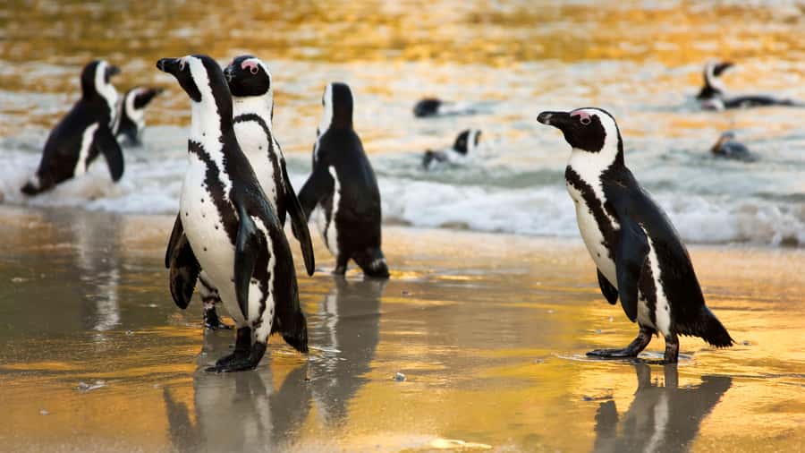 Cape Town: Cape of Good Hope & Boulders Beach Group Tour - What this full-day Cape Peninsula tour is really like