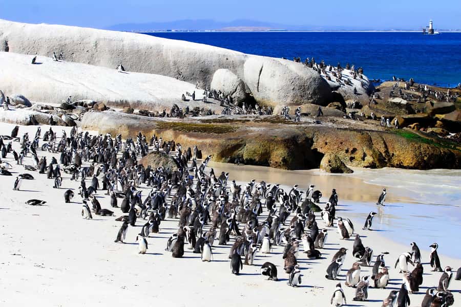 Cape Town: Cape of Good Hope & Boulders Beach Group Tour - Maiden’s Cove gives you an early ocean view