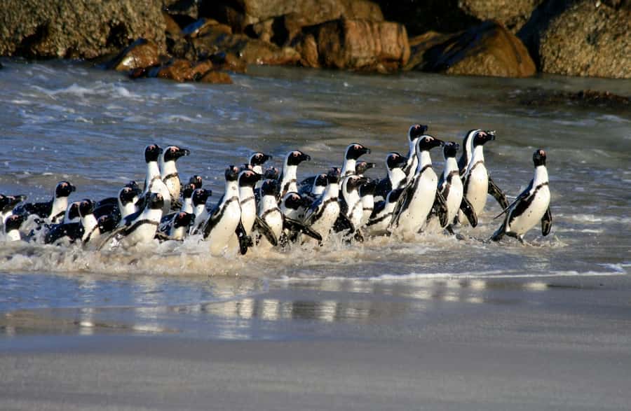 Cape Town: Cape of Good Hope & Penguin Colony Entry Ticket - Key Points Before You Book