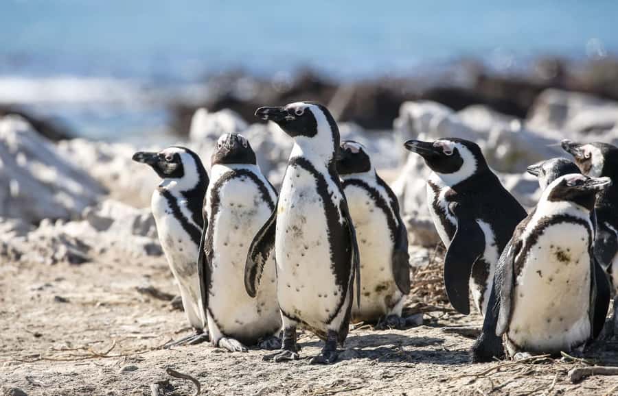 Cape Town: Cape of Good Hope & Penguins Full-Day Guided Tour - The lighthouse stop gives you time to choose