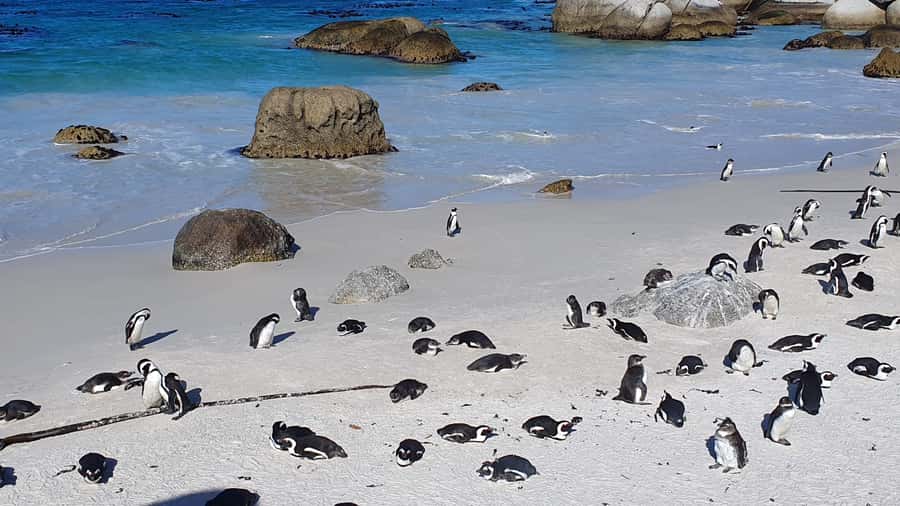 Cape Town: Cape of Good Hope, Seals and Penguins Day Tour - Bo-Kaap brings the history back into the city