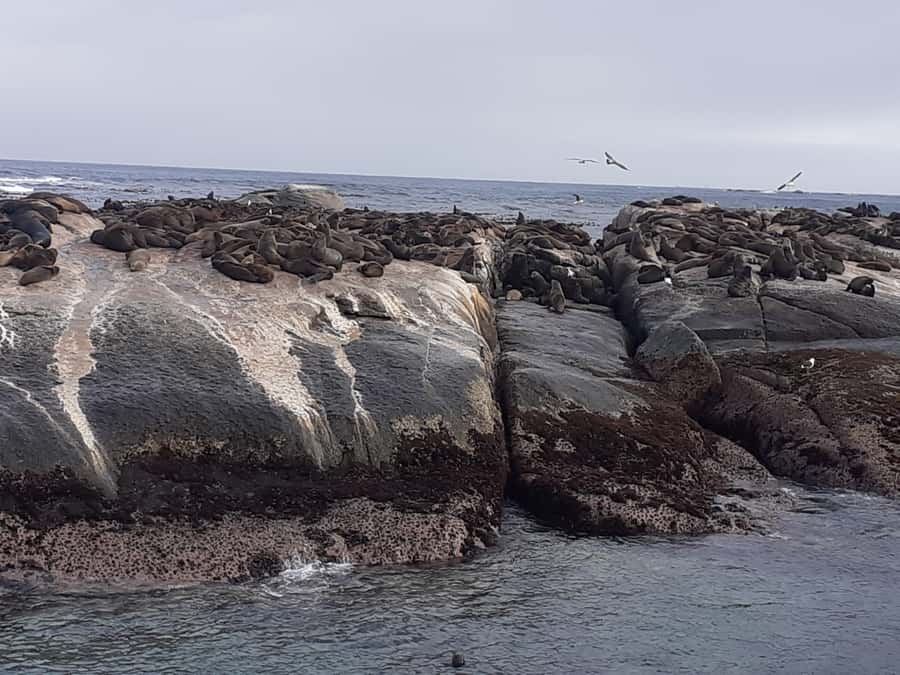 Cape Town: Cape of Good Hope, Seals and Penguins Day Tour - Muizenberg’s beach huts from above