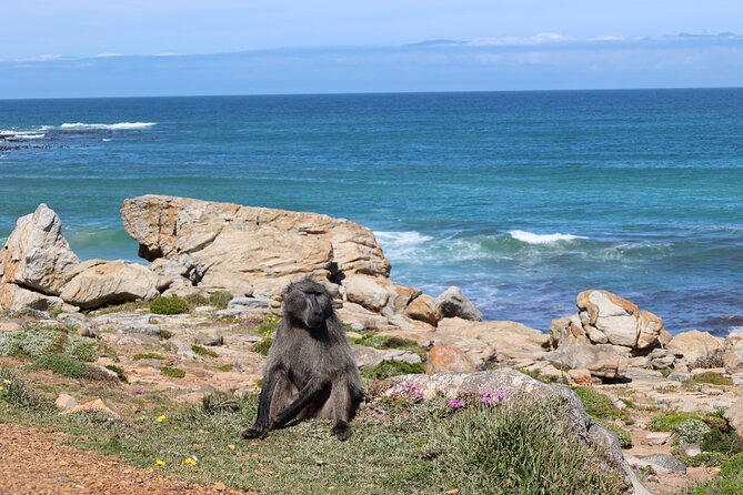 Cape Town: Cape of Good Hope, Table Mountain & Wine Tasting Tour - Two Hours at the Cape of Good Hope