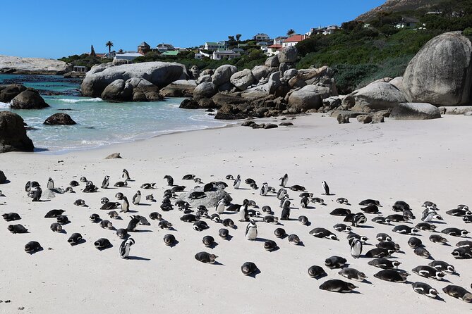 Cape Town: Cape of Good Hope, Table Mountain & Wine Tasting Tour - Wine at Cape Point Vineyards