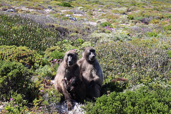 Cape Town: Cape of Good Hope, Table Mountain & Wine Tasting Tour - Chapmans Peak Drive and the Atlantic Return