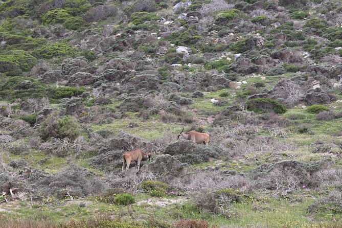 Cape Town: Cape of Good Hope, Table Mountain & Wine Tasting Tour - Camps Bay and Maiden’s Cove