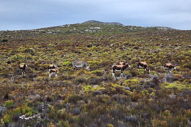 Cape Town: Cape of Good Hope Tour, Penguin Beach & Table Mountain - Boulders Beach and African Penguins