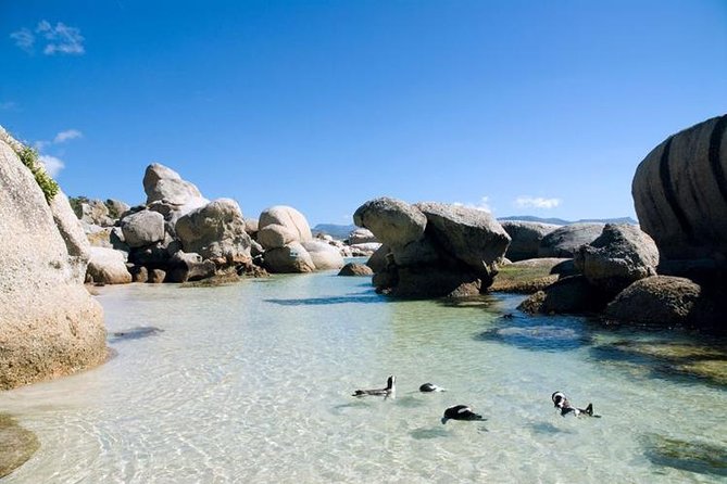 Cape Town: Cape Peninsula Half Day Private Tour - Cape Point Nature Reserve: two hours among fynbos and wildlife