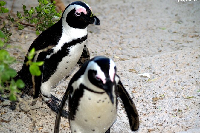 Cape Town: Cape Peninsula Private Tour Full Day - Key Points To Know Before You Book