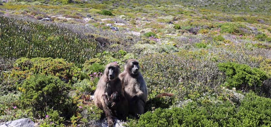 Cape Town: Cape Peninsula & Table Mountain Private Day Trip - Why this private day trip works well