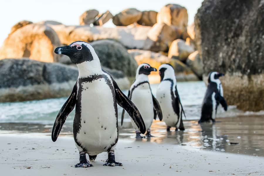 Cape Town: Cape Peninsula & Table Mountain Private Day Trip - Cape of Good Hope Nature Reserve takes up the afternoon
